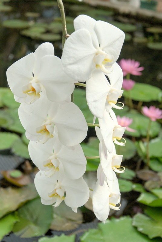 Et une orchidée (phalaenopsis pour les intimes)
